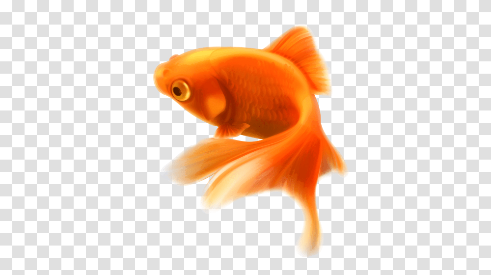 Gold Fish Clipart, Goldfish, Animal Transparent Png