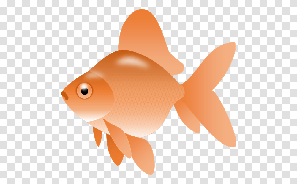 Gold Fish Clipart Picture Royalty Free Library Small, Goldfish, Animal Transparent Png