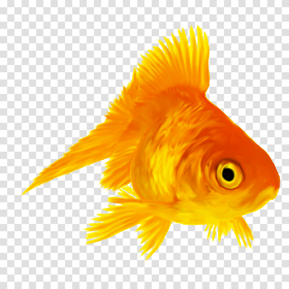 Gold Fish Fish, Goldfish, Animal Transparent Png