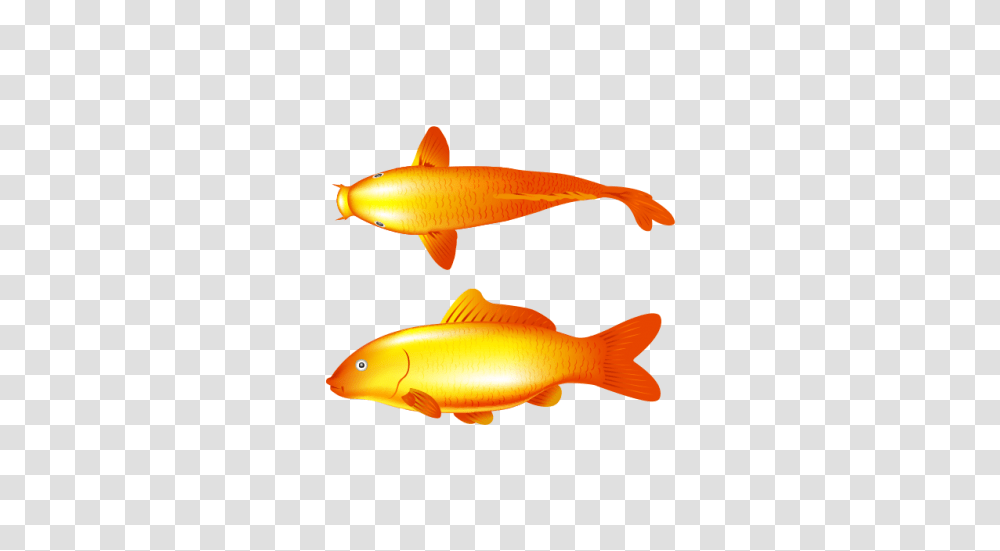 Gold Fish Free Vector And The Graphic Cave, Animal, Goldfish, Carp, Koi Transparent Png