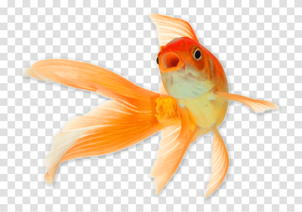 Gold Fish Goldfish, Animal, Bird Transparent Png
