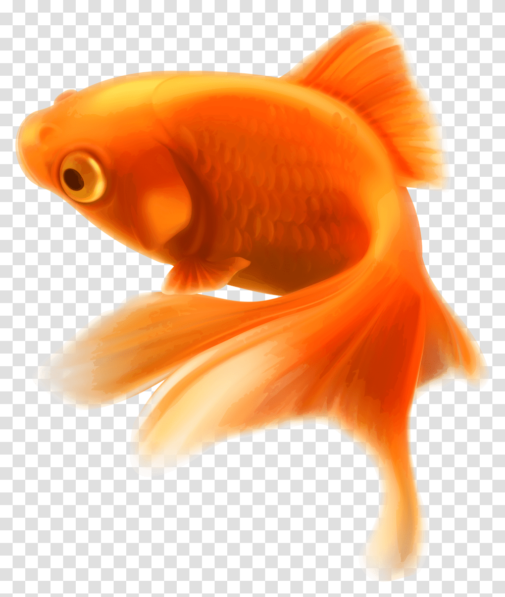 Gold Fish, Goldfish, Animal, Fungus Transparent Png