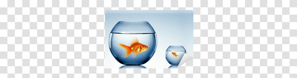 Gold Fish In A Fishbowl Wall Mural • Pixers We Live To Change Fish Bowl, Animal, Goldfish, Water Transparent Png