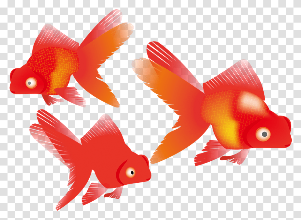 Gold Fish Koi Free Image On Pixabay Koi, Goldfish, Animal Transparent Png