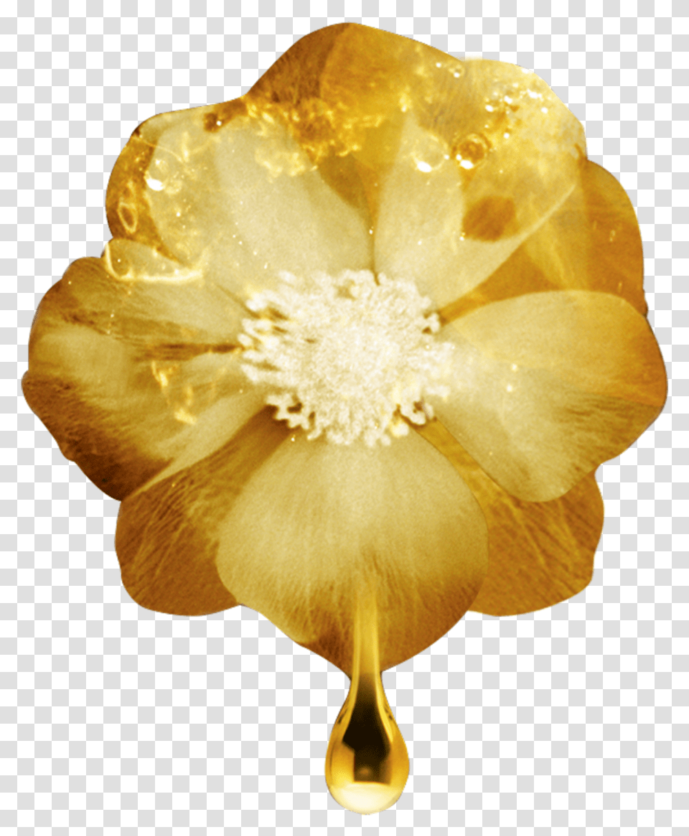 Gold Flowers Buttercup, Petal, Plant, Anther, Anemone Transparent Png