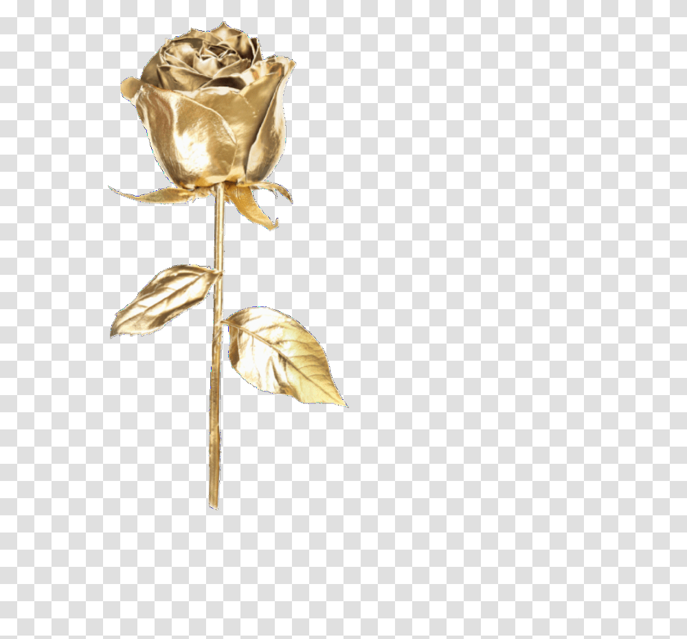 Gold Golden Fotoedit Rose Rosegold Aesthetic Gold Aesthetic Stickers, Plant, Flower, Blossom, Leaf Transparent Png