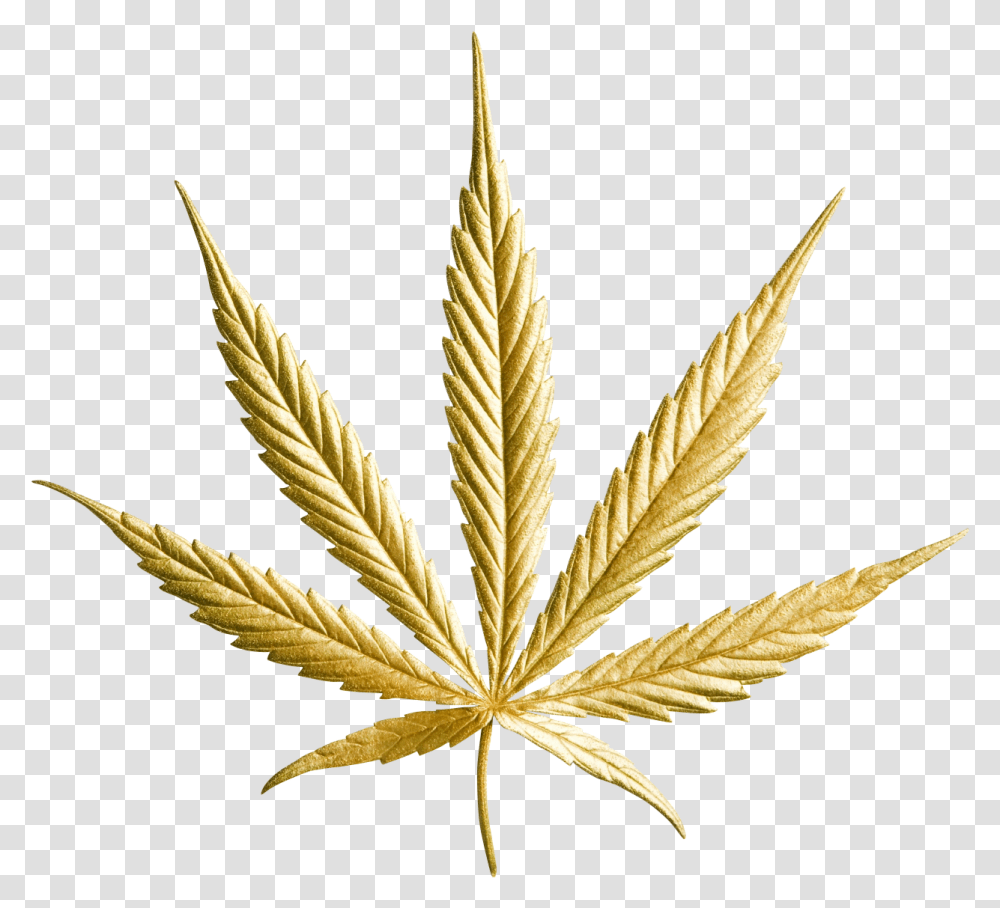 Gold Leaf Hemp Corp, Plant, Weed Transparent Png