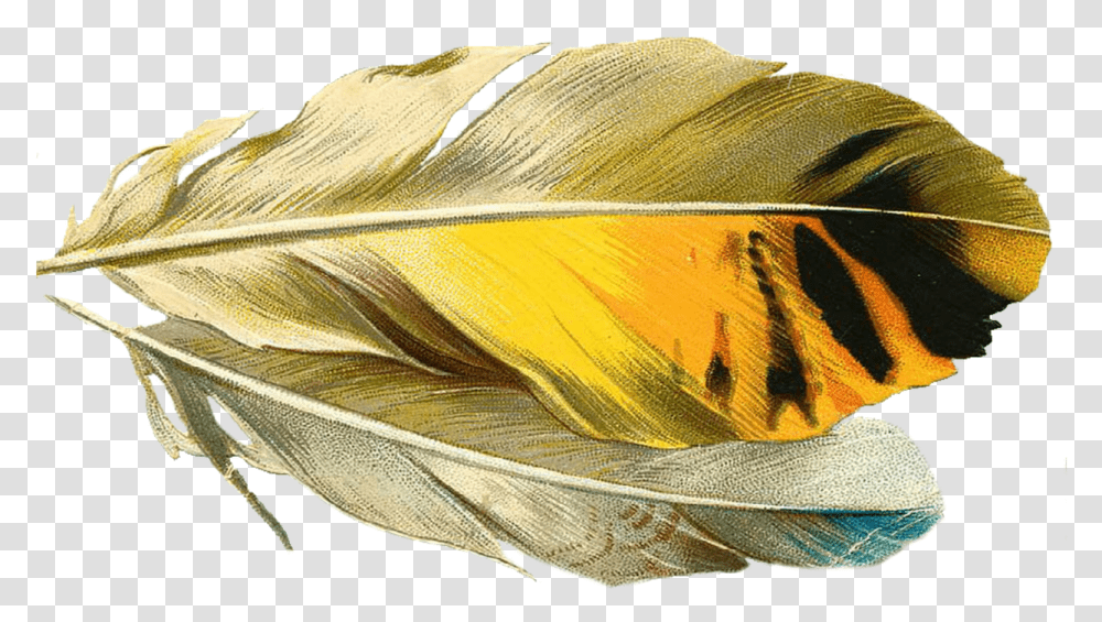 Gold Quill Background, Leaf, Plant, Hat Transparent Png