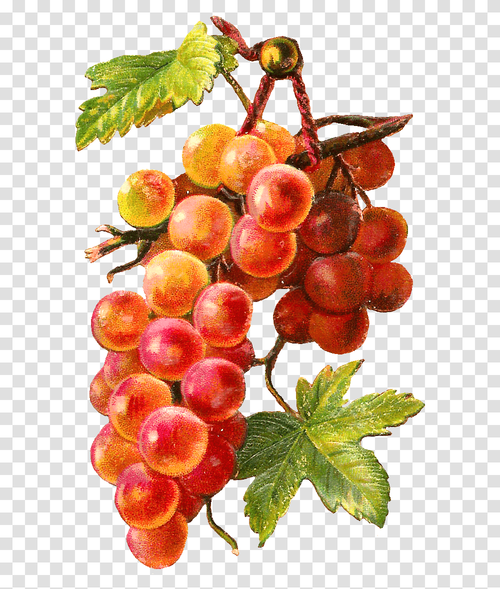 Gold Red Grapes Vine Grape, Plant, Fruit, Food, Pineapple Transparent Png