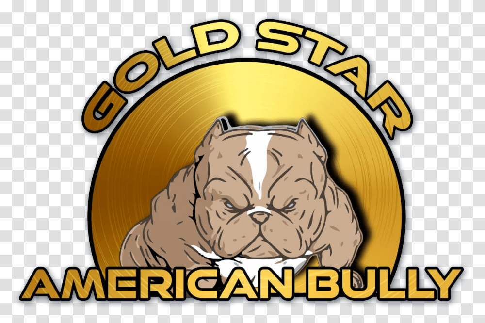 Gold Star American Bully Big, Mammal, Animal, Pet, Canine Transparent Png