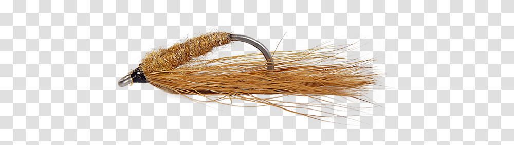 Gold Streamers, Plant, Outdoors, Nature, Grass Transparent Png
