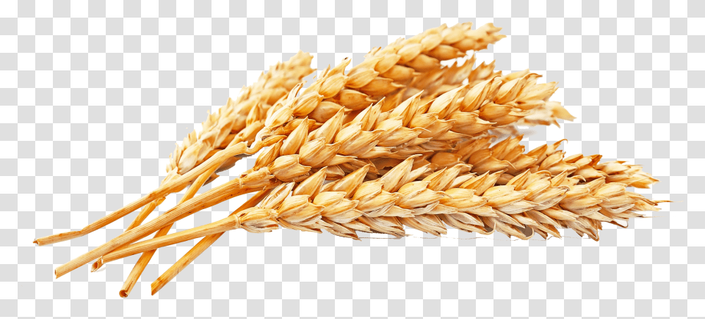 Gold Wheat Background Wheat Grains Transparent Png