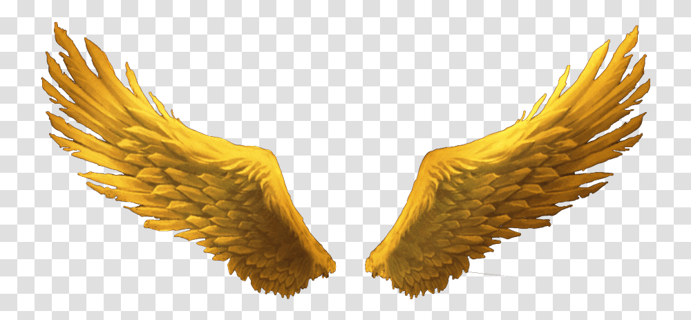 Gold Wings Wimg S Hi Background Gold Angel Wings, Bird, Animal, Plant, Flower Transparent Png