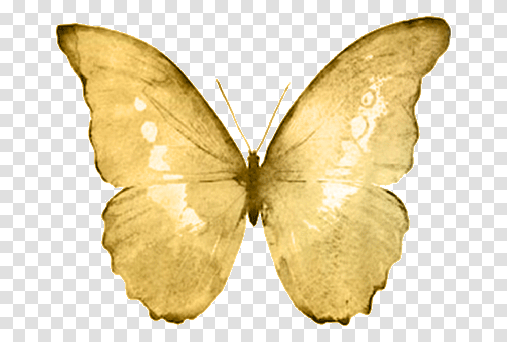 Goldb Watercolor Butterfly White Background, Insect, Invertebrate, Animal, Moth Transparent Png