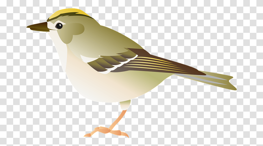 Goldcrest Bird Clipart Free Download Sparrow, Finch, Animal, Anthus, Jay Transparent Png