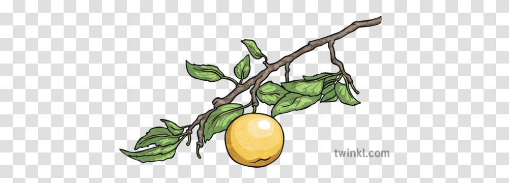 Golden Apple Tree Branch The Firebird Russian Traditional Clip Art, Plant, Fruit, Food, Produce Transparent Png