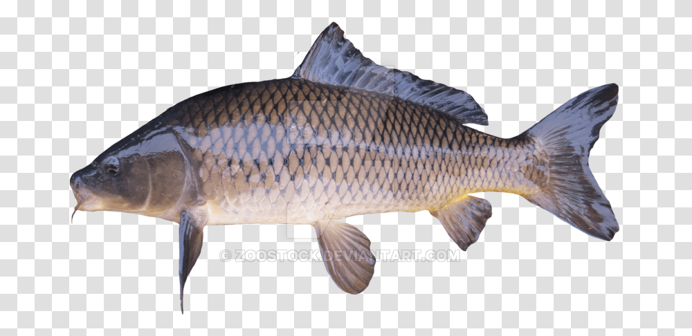 Golden Carp Carp, Fish, Animal, Sea Life, Mullet Fish Transparent Png