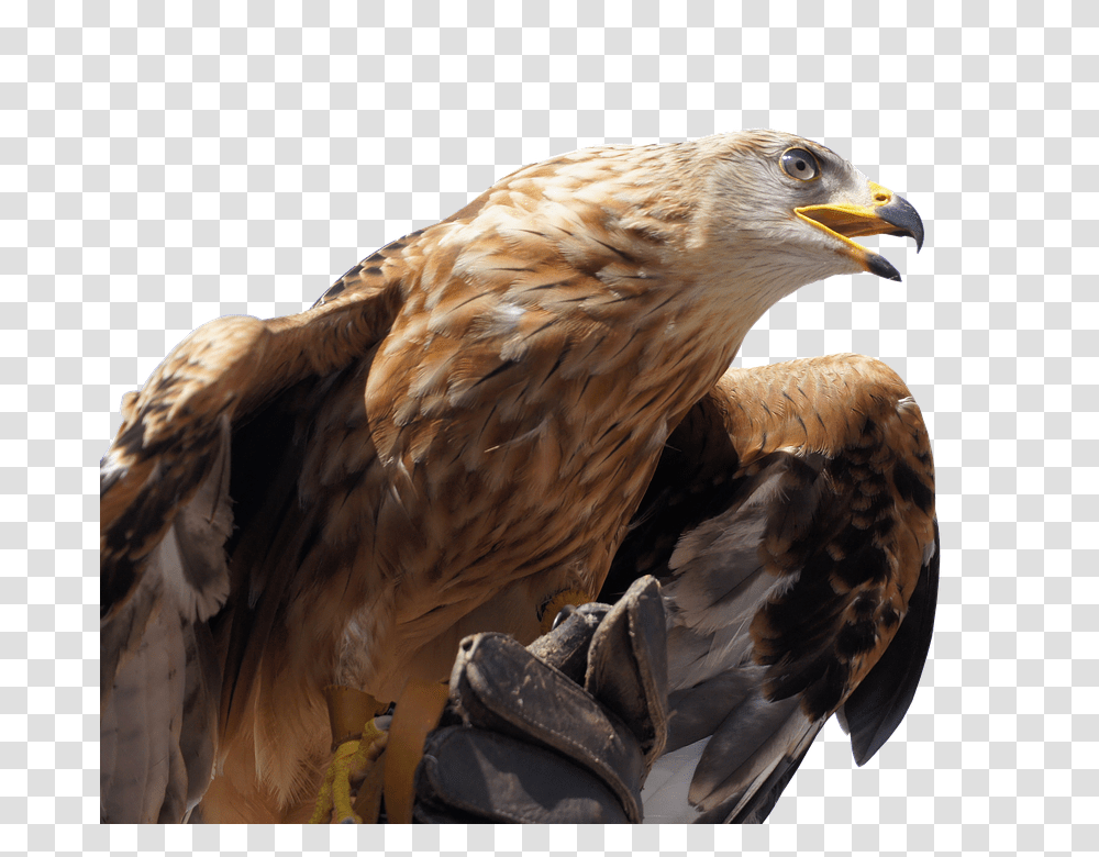 Golden Eagle 960, Animals, Bird, Vulture, Hawk Transparent Png