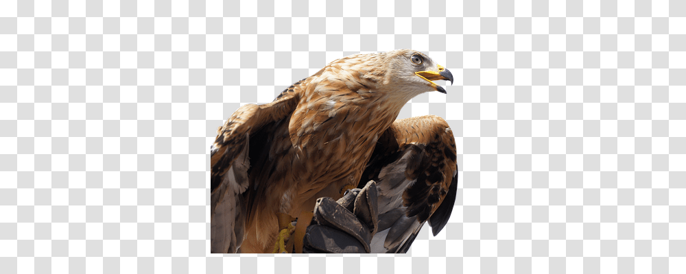 Golden Eagle Nature, Bird, Animal, Buzzard Transparent Png