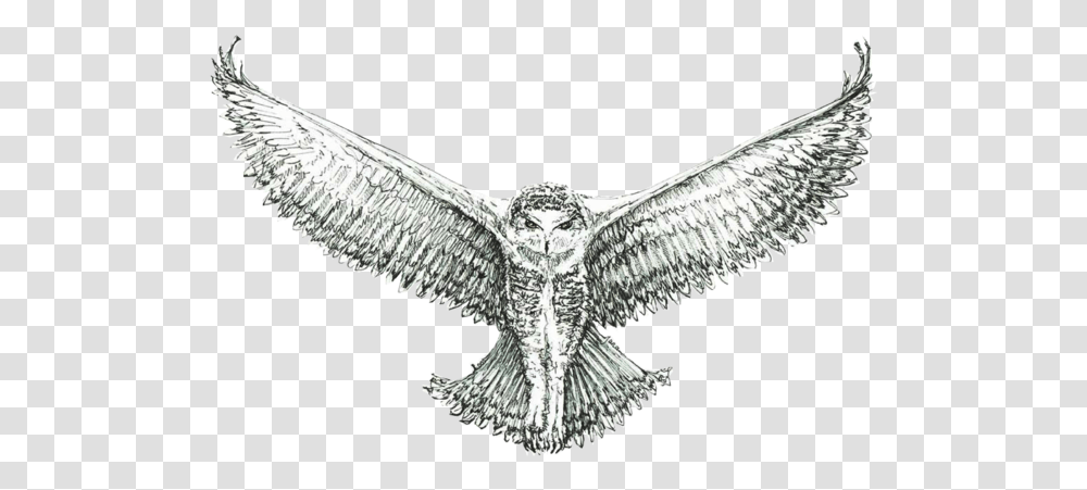 Golden Eagle, Animal, Bird, Flying, Vulture Transparent Png
