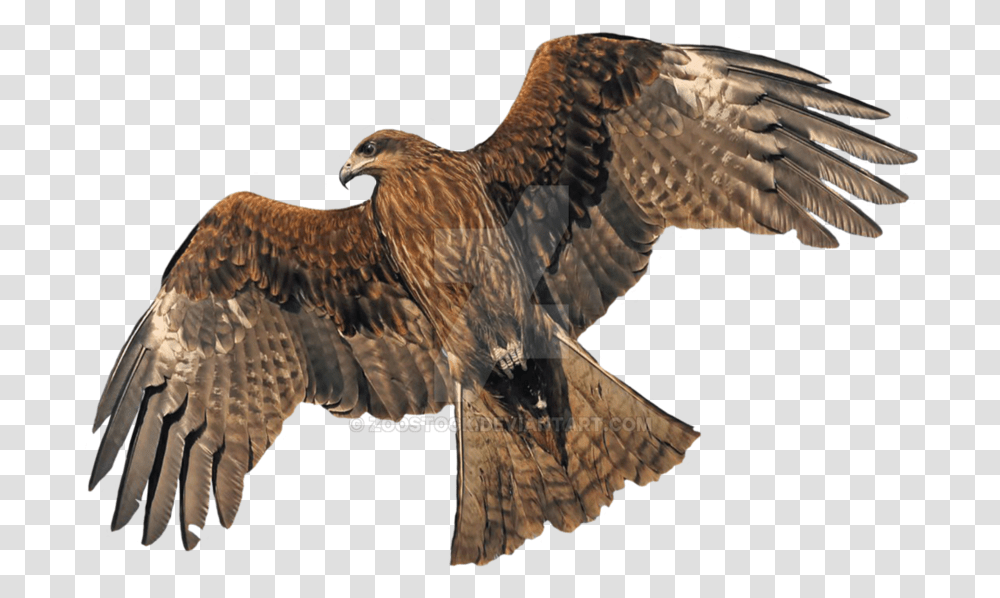 Golden Eagle Background, Bird, Animal, Vulture, Buzzard Transparent Png
