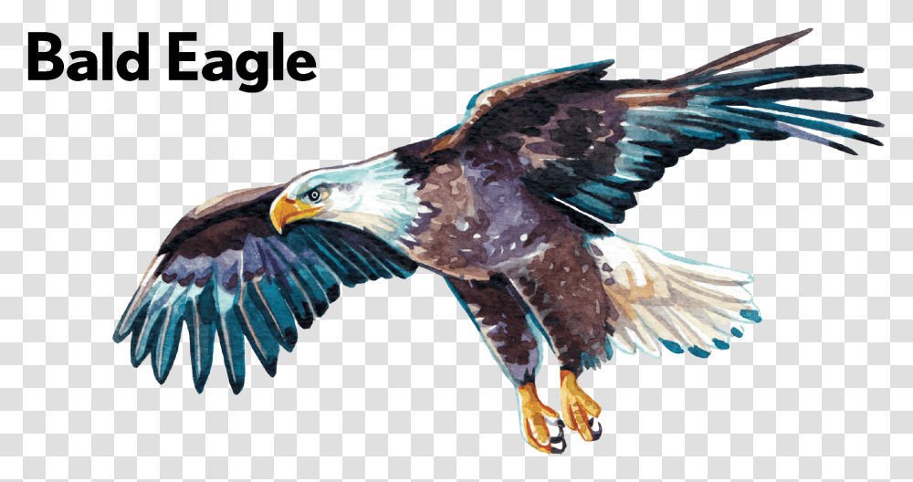 Golden Eagle, Bird, Animal, Bald Eagle, Buzzard Transparent Png