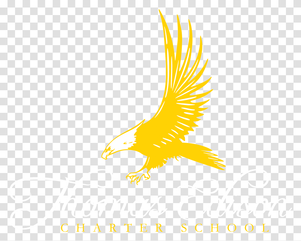 Golden Eagle, Bird, Animal, Flying Transparent Png