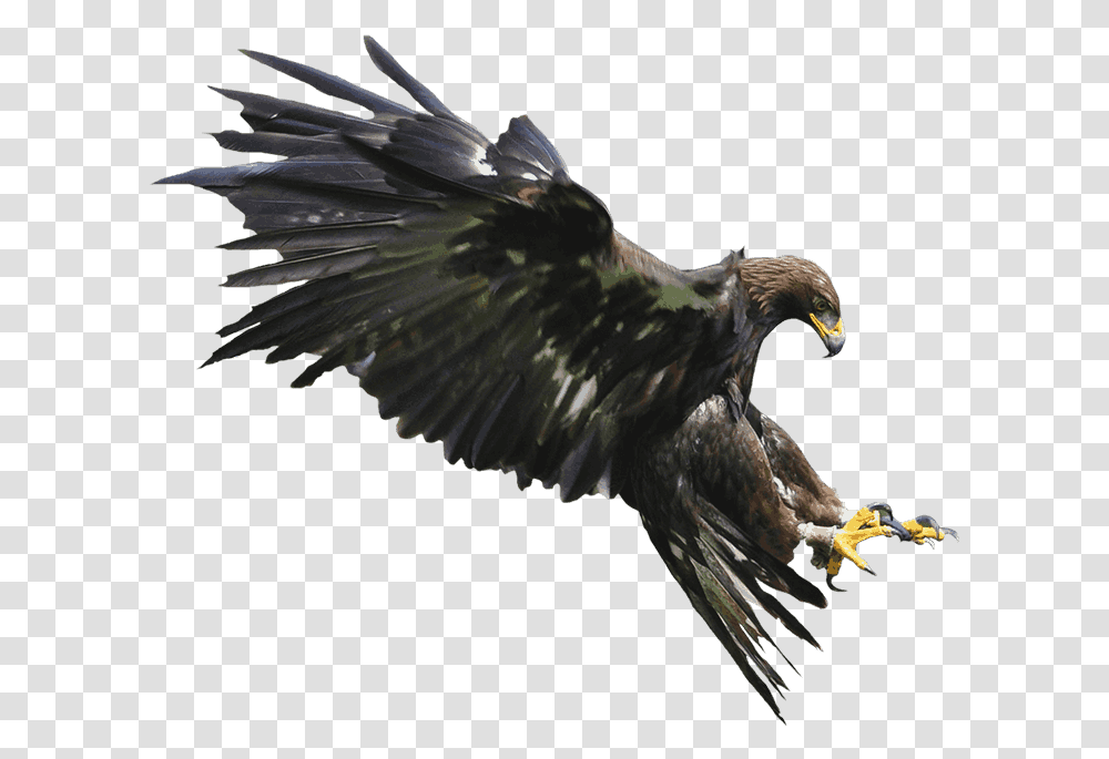 Golden Eagle, Bird, Animal, Vulture, Bald Eagle Transparent Png