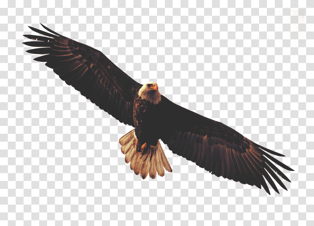 Golden Eagle Clipart Dead Eagle Eagle Flying Background, Bird, Animal, Bald Eagle, Vulture Transparent Png