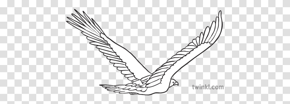Golden Eagle Flying Away Bird Animal Ks1 Black And White Rgb Lovely, Emblem, Symbol, Pillar, Architecture Transparent Png