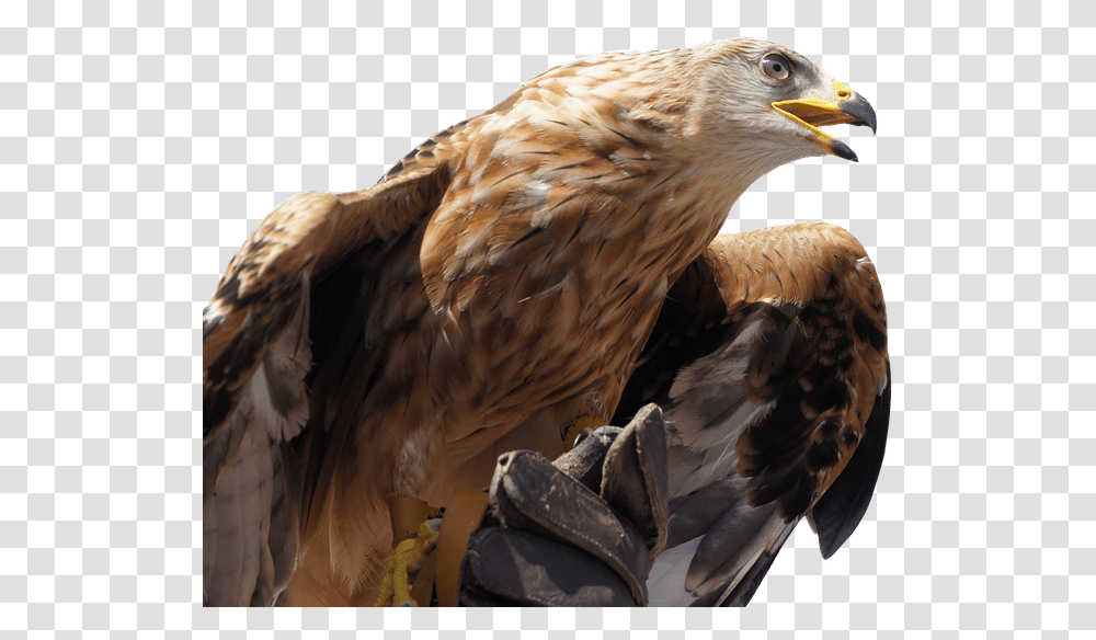 Golden Eagle Golden Eagle, Bird, Animal, Buzzard, Hawk Transparent Png