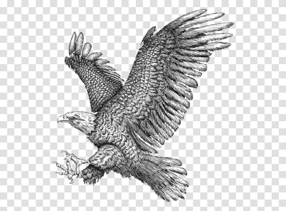 Golden Eagle Golden Eagle, Bird, Animal, Hawk, Lizard Transparent Png