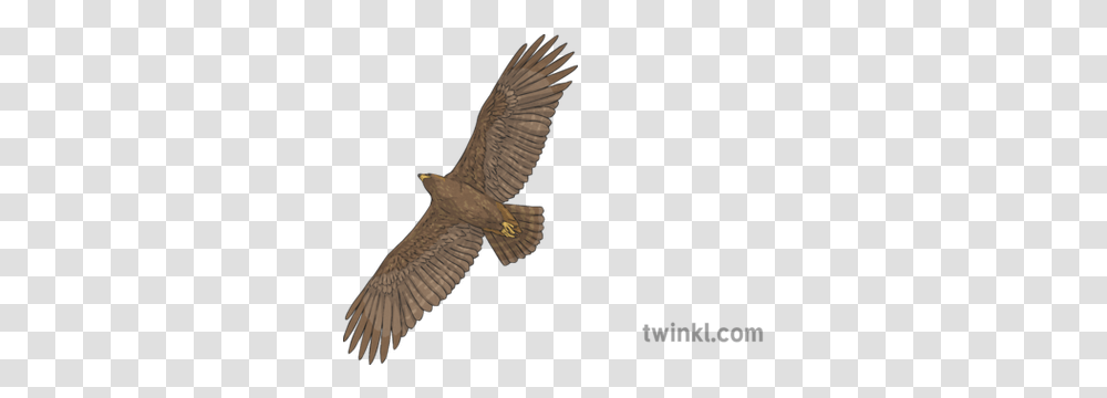 Golden Eagle In Flight Bird Of Prey Animal Scotland Ks2 Sharp Shinned Hawk, Accipiter, Buzzard, Vulture, Flying Transparent Png