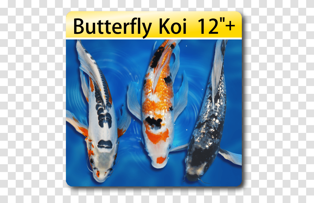 Golden Fish, Animal, Koi, Carp Transparent Png