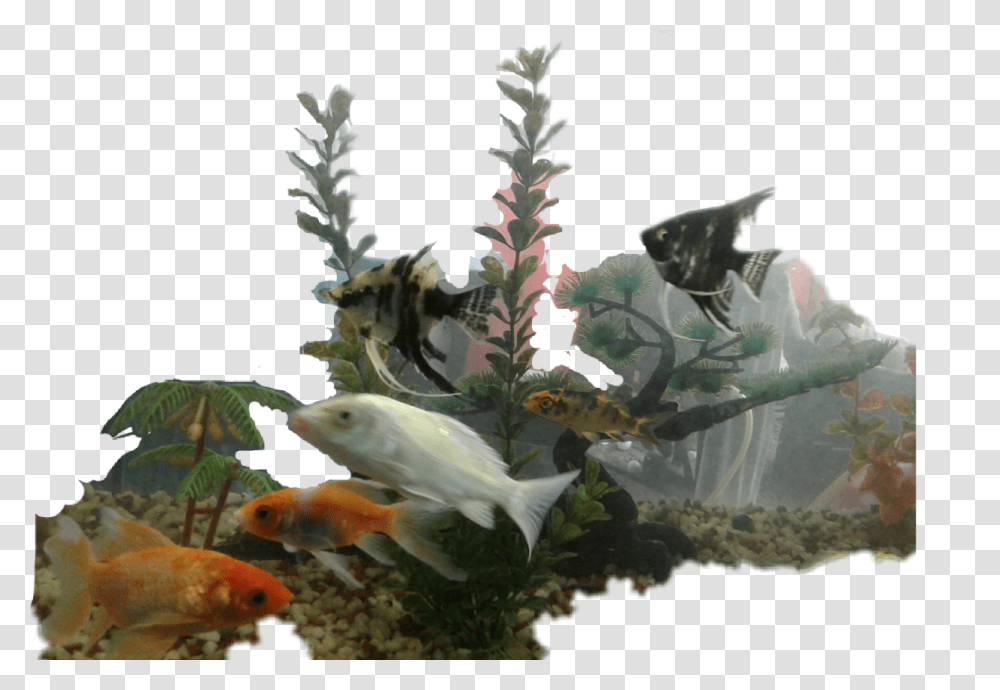 Golden Fish Golden Bony Fish, Aquatic, Water, Animal, Bird Transparent Png