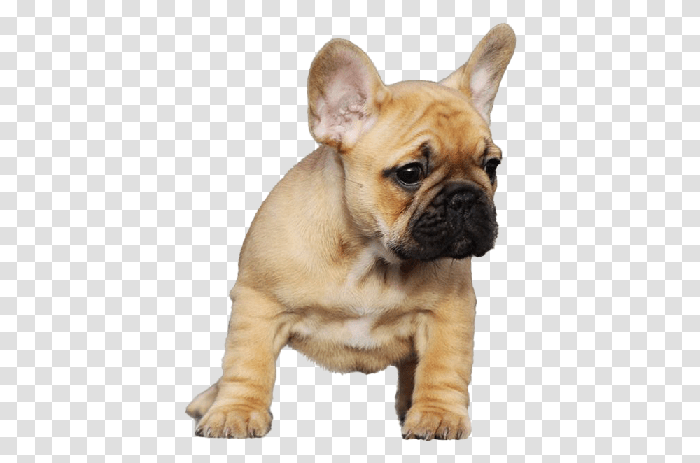 Golden French Bulldog In 2020, Pet, Canine, Animal, Mammal Transparent Png
