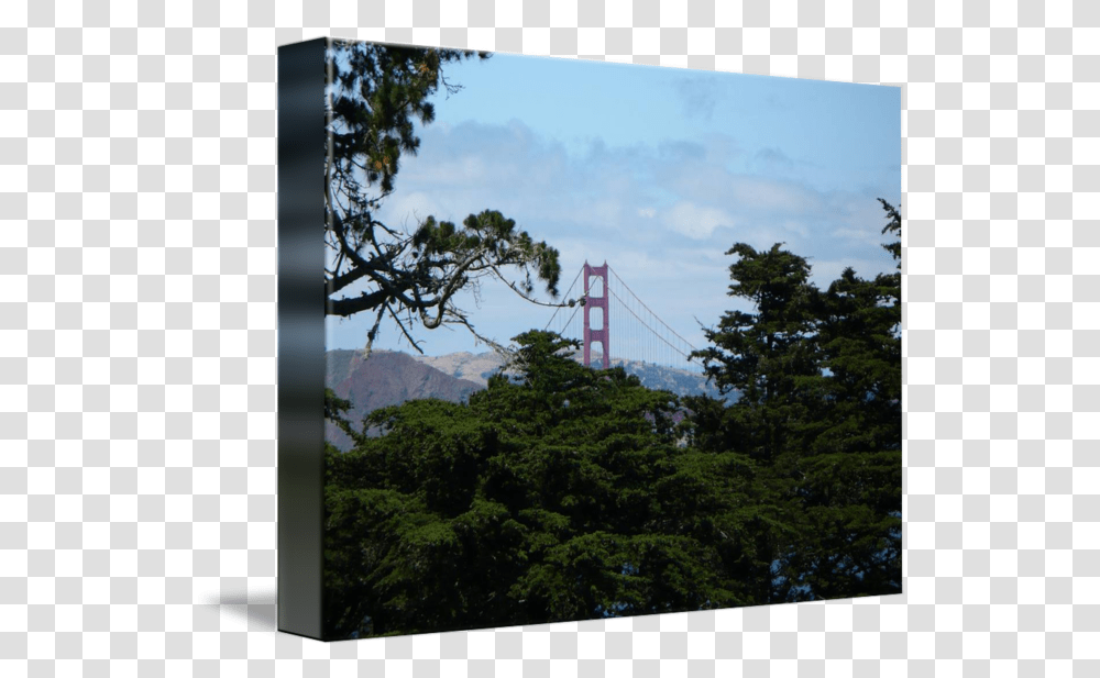 Golden Gate Through Tree Canopy By Danielle Groenen Tree, Building, Bridge, Outdoors, Suspension Bridge Transparent Png