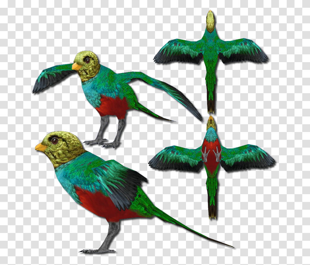 Golden Headed Quetzal, Bird, Animal, Flying, Parrot Transparent Png