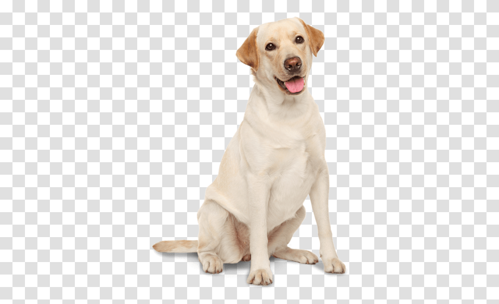 Golden Irish Labrador Chesapeake Bay Water Spaniel Labrador Retriever, Dog, Pet, Canine, Animal Transparent Png