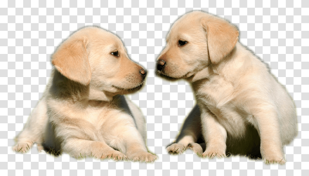 Golden Labrador Puppy, Labrador Retriever, Dog, Pet, Canine Transparent Png