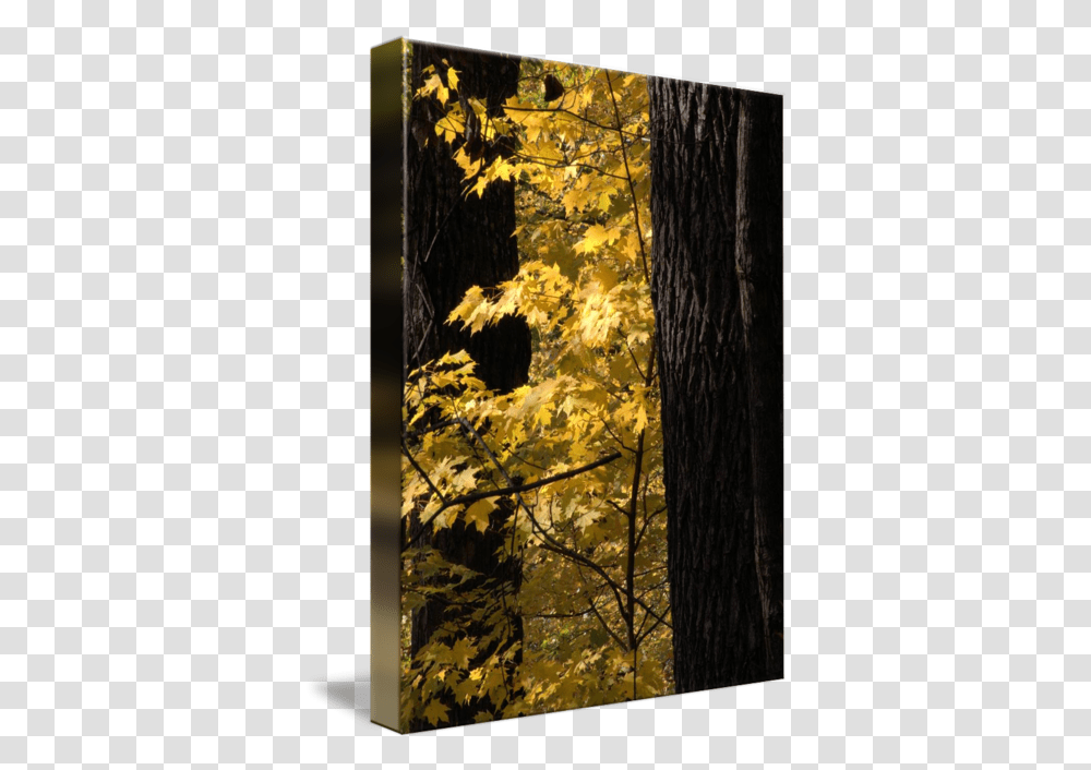 Golden Leaves By Northern Hardwood Forest, Tree, Plant, Leaf, Tree Trunk Transparent Png