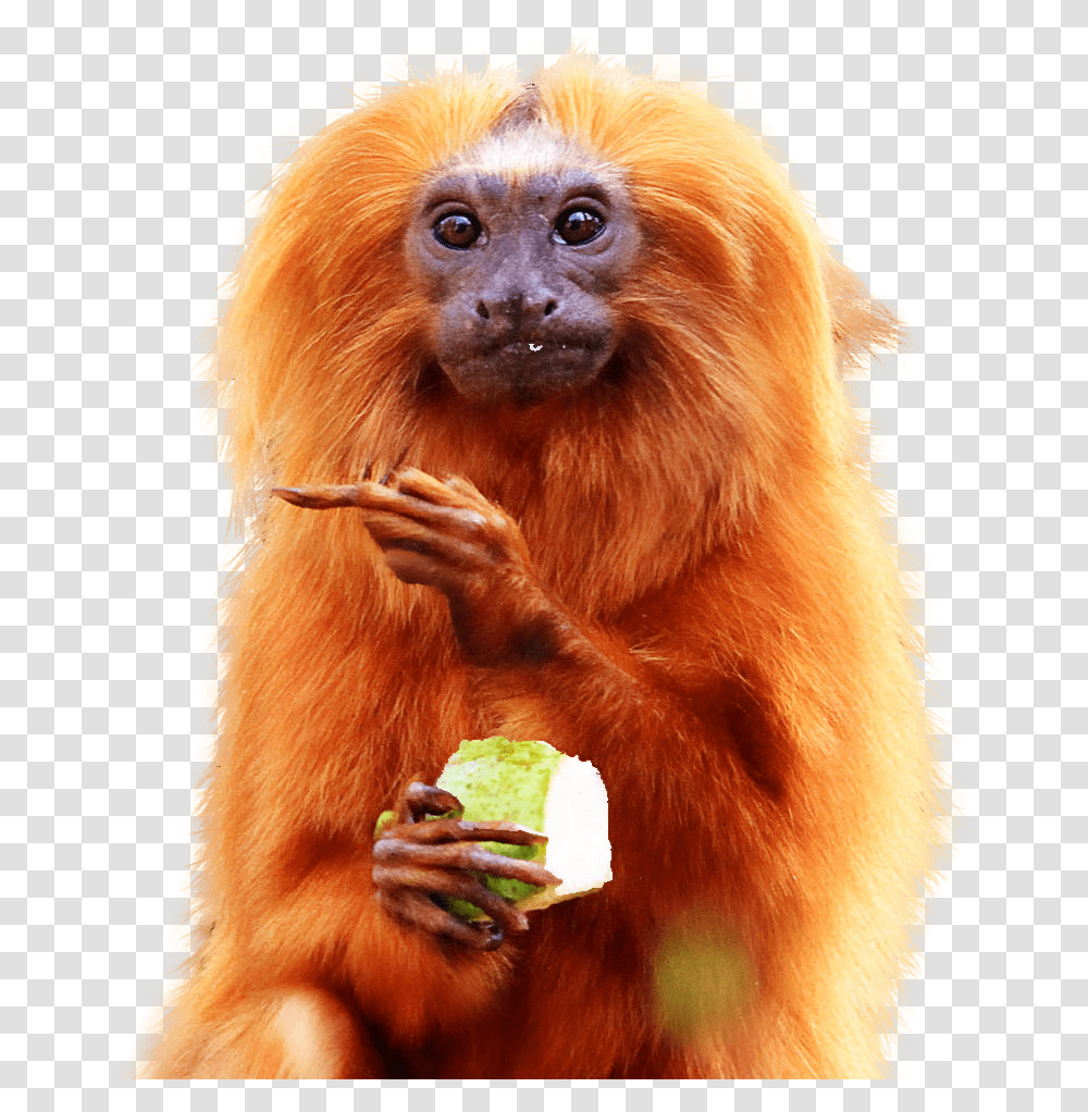 Golden Lion Tamarin Eating, Monkey, Wildlife, Mammal, Animal Transparent Png