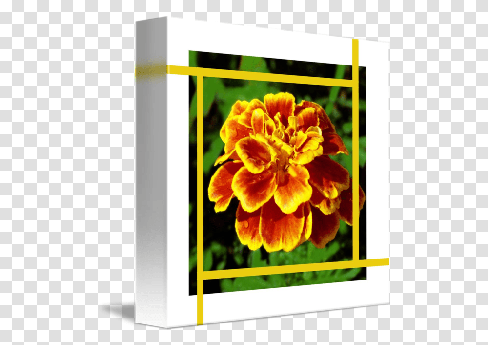 Golden Marigold Flower And Gold Lines By Lloyd Cain Marigold, Dahlia, Plant, Blossom, Graphics Transparent Png