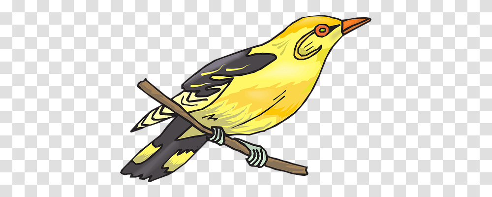 Golden Oriole Animals, Canary, Bird, Finch Transparent Png