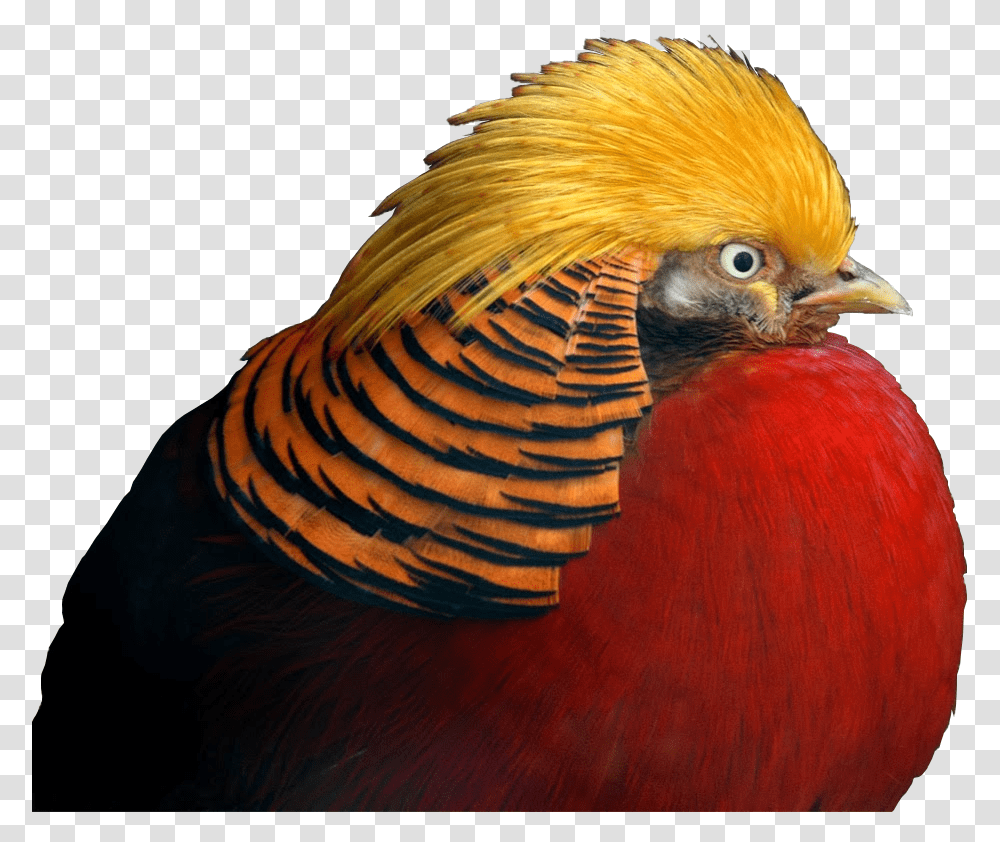 Golden Pheasant Gif Background, Bird, Animal, Beak, Bee Eater Transparent Png