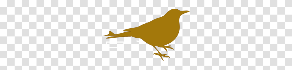 Golden Plover Clip Art For Web, Animal, Canary, Bird, Finch Transparent Png