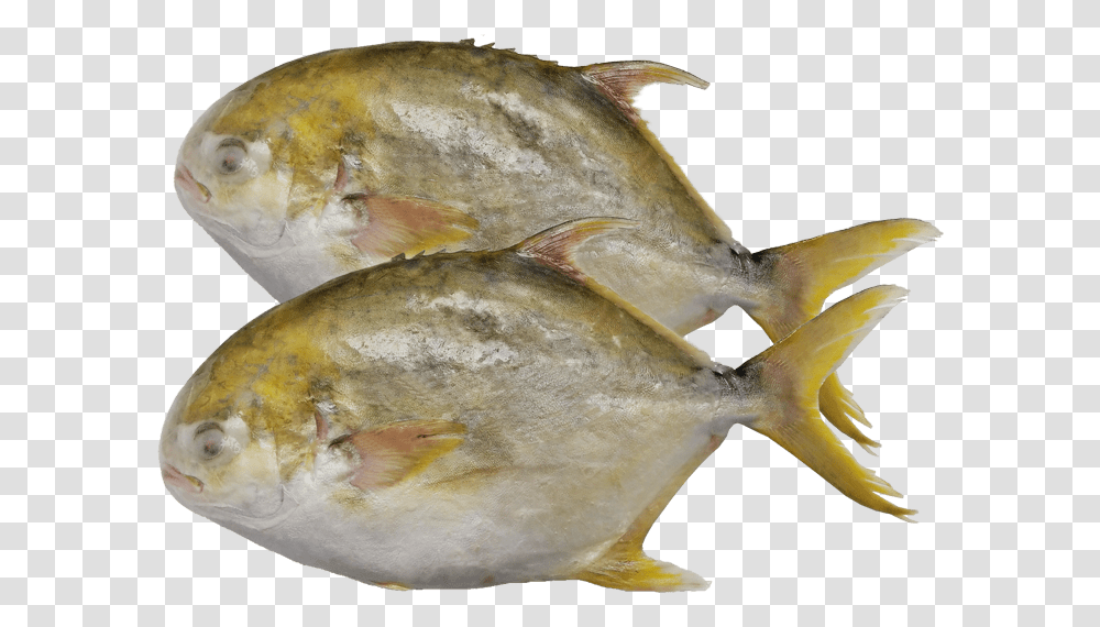 Golden Pomfret And Silver Pomfret, Fish, Animal, Sea Life, Bird Transparent Png