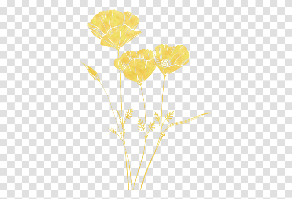 Golden Poppy, Plant, Leaf, Flower, Blossom Transparent Png