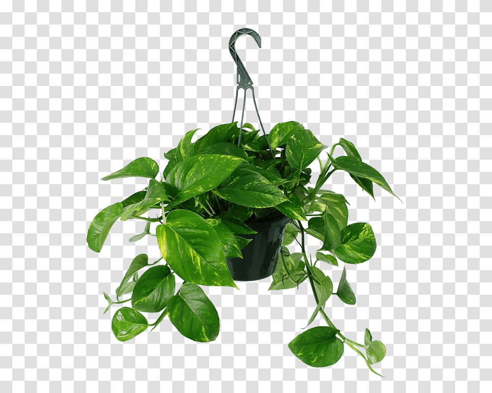 Golden Pothos Hanging Basket Hanging Pothos Background Hanging Plants, Leaf, Flower, Blossom, Green Transparent Png