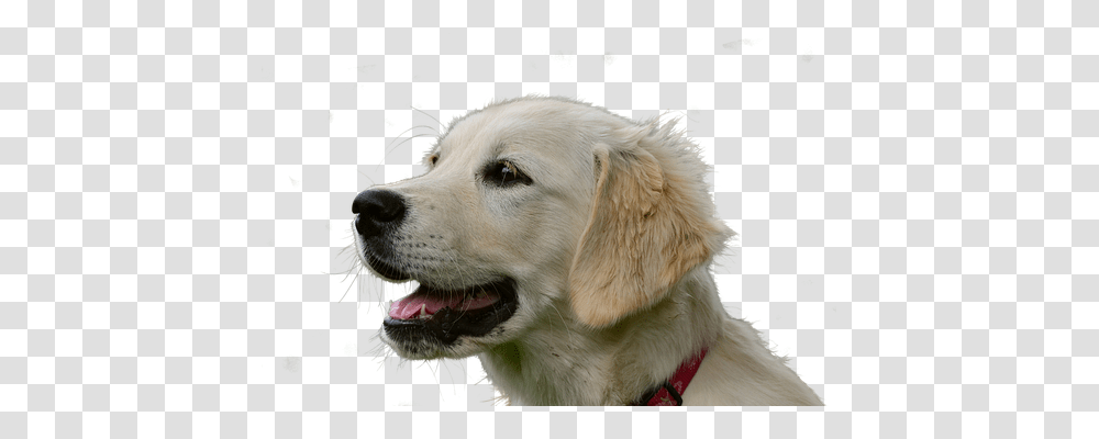 Golden Retriever Nature, Dog, Pet, Canine Transparent Png